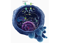 HQL制药、常州隆赛和上海HJC黄金城平台将共同研新型抗癌药物