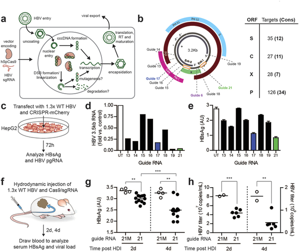 攻克乙肝不是梦，基因编辑靶向“剪切”乙肝病毒