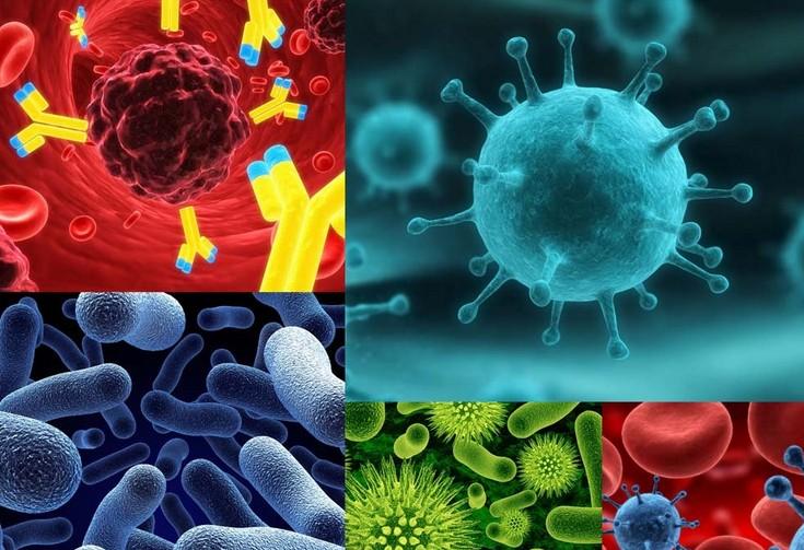 原位杂交技术的基本流程有哪些？