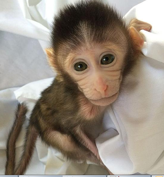转基因猴成攻克自闭症利剑，首个非人灵长类自闭症模型建立