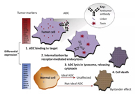 浅析：ADC药物的抗癌之路
