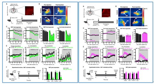 对神经元的激活会减少棕色脂肪产能，减少身体活动，从而抑制能量的消耗；相反，抑制神经元会提高能量的消耗。