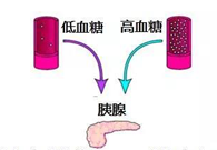 调节血糖稳态，GK负重前行