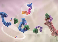 LYTAC出世，与PROTAC并肩作战针对不可成药的靶点