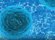 攻克三阴性乳腺癌，蜜蜂毒液竟是关键？