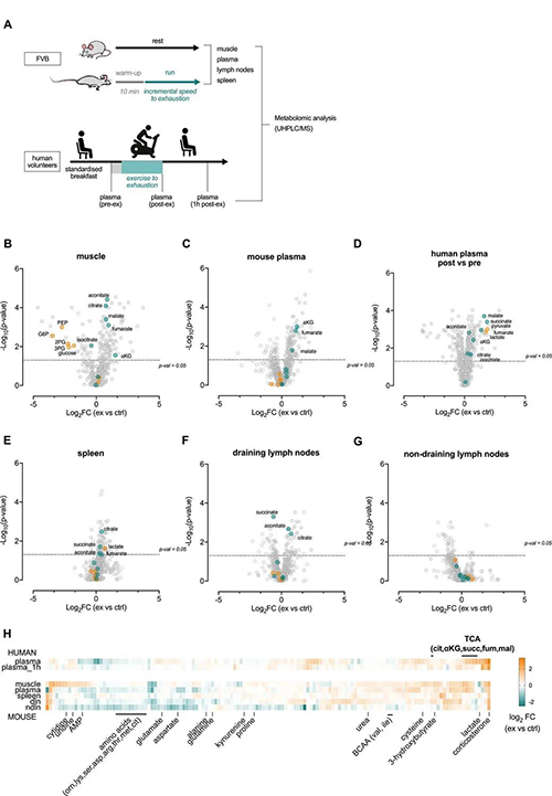 急性运动会改变血浆和淋巴器官的代谢状况 （来源：e Life）