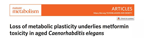 在线虫和人类原代细胞中，当在其寿命晚期提供二甲双胍时，二甲双胍会缩短寿命，这与二甲双胍在年轻生物体中的积极作用相反。
