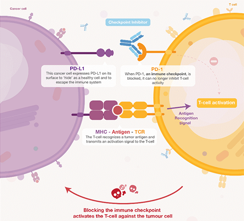 饿了吗？饿一饿原来可以辅助PD-1抑制剂肿瘤免疫治疗 
