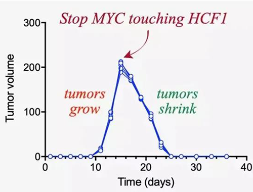 可以“融化”肿瘤的蛋白质，你一定没有听说过！