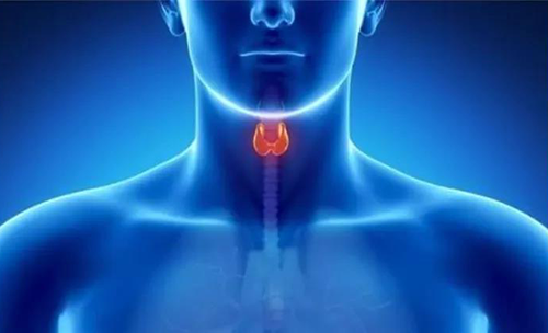 Science速递 | 揭开甲状腺的神秘面纱，开启代谢药物新征程
