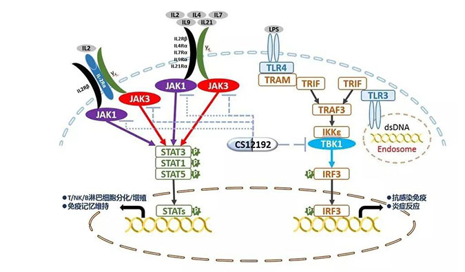 自身免疫疾病或迎新疗法！HJC黄金城平台助力微芯生物CS12192获批FDA