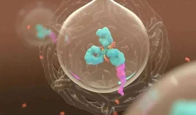 美研 | ADC，为靶向给药而精准深耕