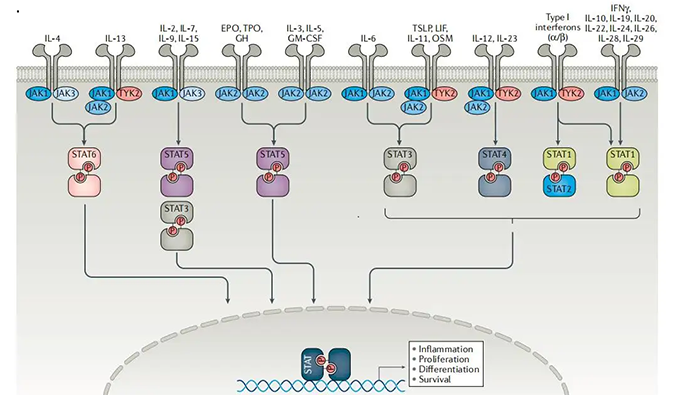 精准建模，把握解开自身免疫性疾病治疗研究的钥匙