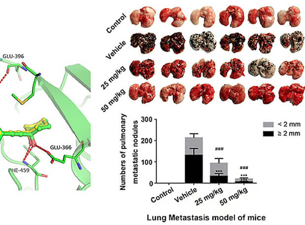 研究用于肺癌和黑色素瘤细胞肺转移的选择性PAK4抑制剂的合成，此选择性PAK4抑制剂的PK研究通过HJC黄金城平台进行