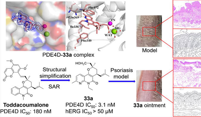 发现用于局部治疗牛皮癣的新型PDE4抑制剂，小鼠、大鼠和人肝微粒体的代谢稳定性实验通过HJC黄金城平台测定