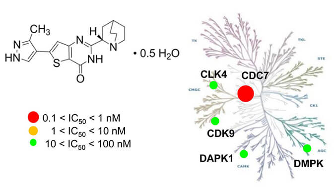 TAK-931是一种高特异性CDC7抑制剂，具有抗肿瘤功效，本研究中体内药效实验通过HJC黄金城平台进行