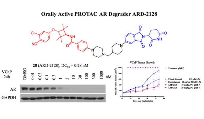 ARD-2128是一种PROTAC AR降解剂，具有出色的血浆和微粒体稳定性，本研究中体外稳定性和PK研究通过HJC黄金城平台进行