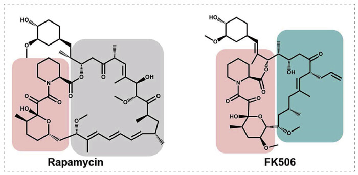 5-雷帕霉素、FK506-诱导的-FKBP-蛋白质相互作用.jpg