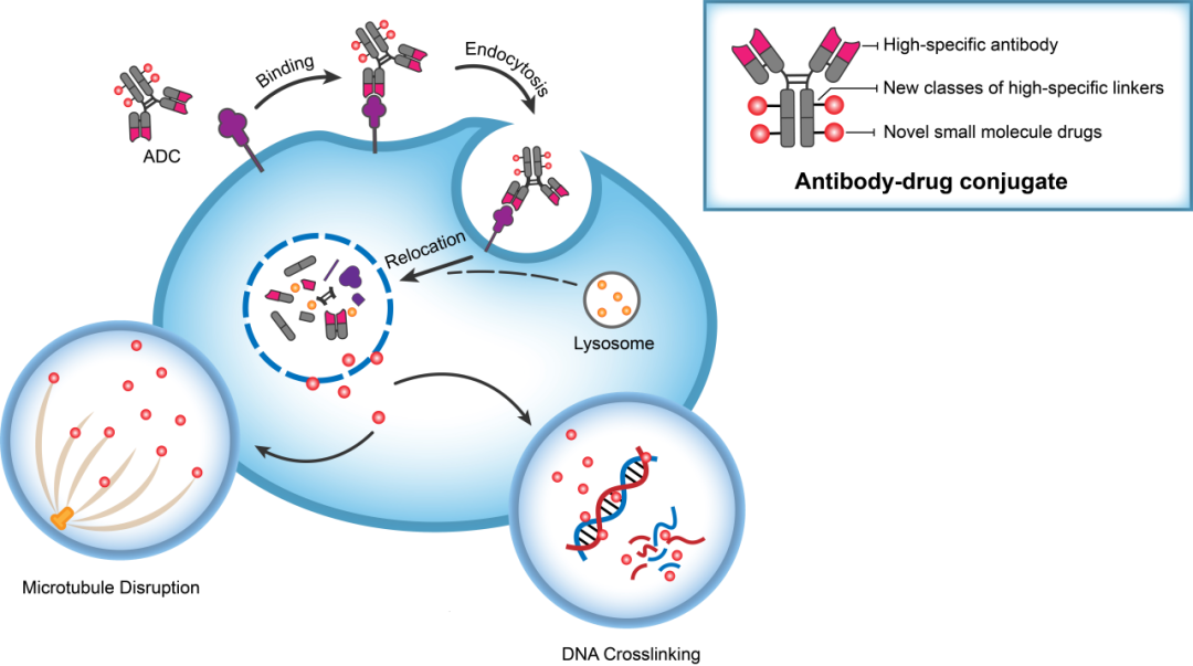 HJC黄金城平台助力 | 华奥泰靶向CD73的ADC在美国获批临床