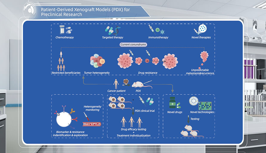 什么是临床前研究的PDX（人源肿瘤异种移植）模型？