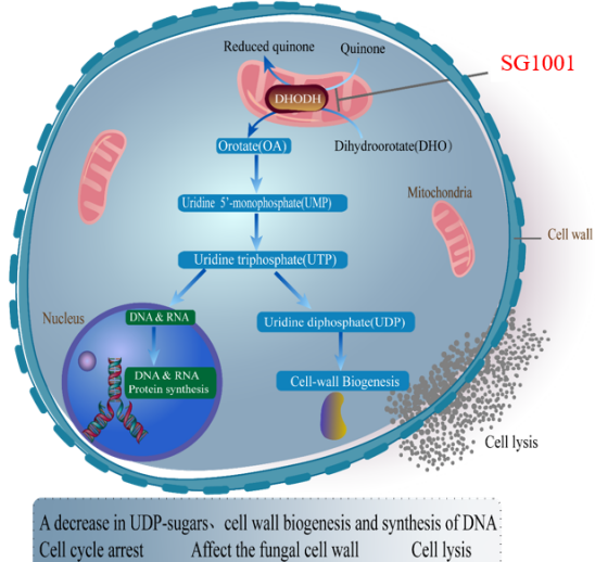 HJC黄金城平台：叵楦锎葱乱㏒G1001完成首例受试者给药