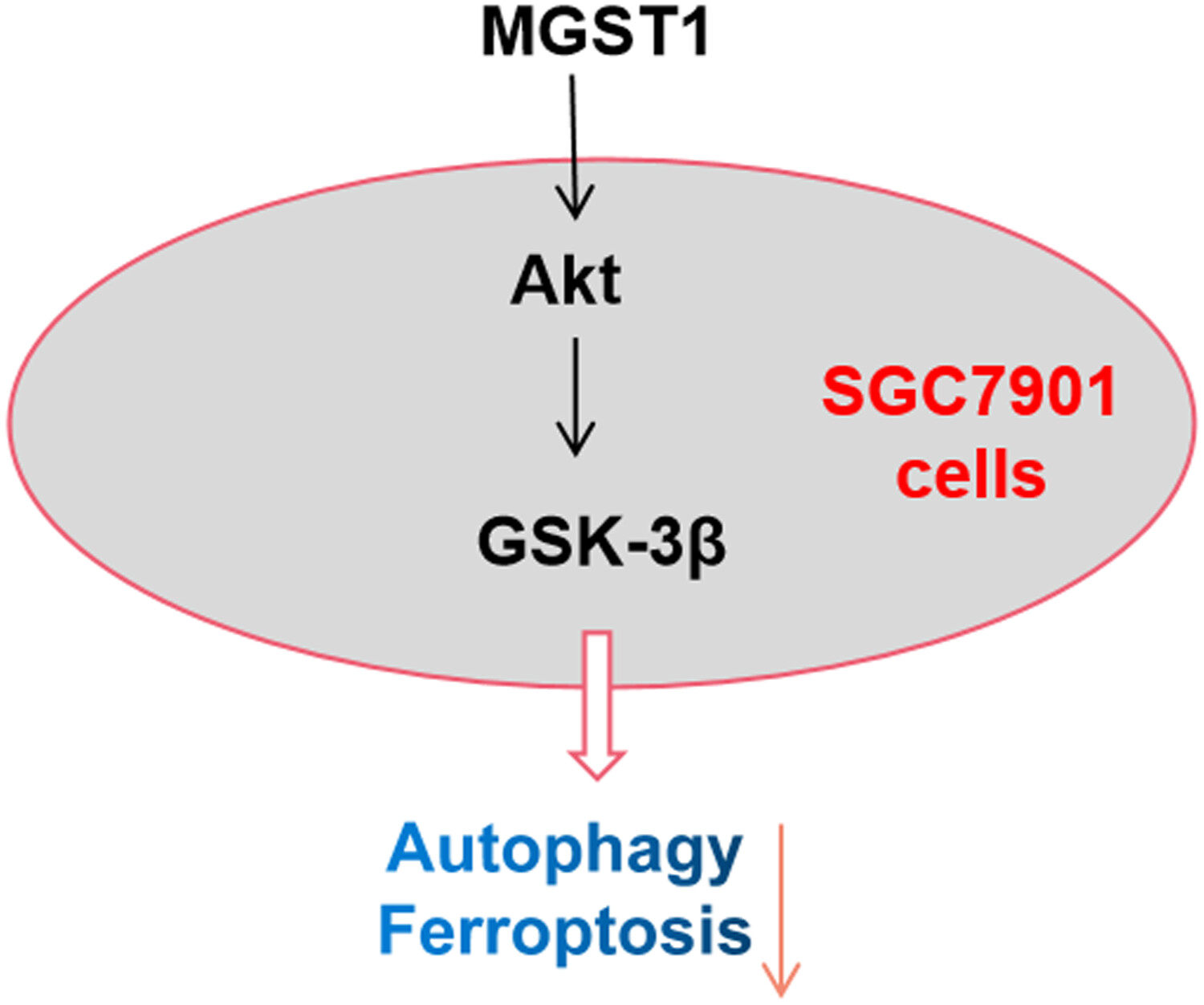 MGST1过表达通过激活Akt/GSK-3β信号通路诱导胃癌细胞增殖，本研究中MGST1过表达等体外实验通过HJC黄金城平台进行