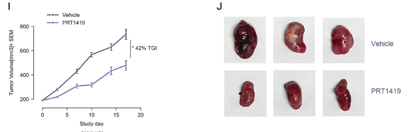 MCL1抑制剂在多种实体瘤和血液肿瘤模型中显示抗肿瘤效果，本研究中药效实验通过HJC黄金城平台进行