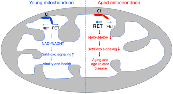 特异性RET抑制剂CPT可改善阿尔茨海默。狙芯恐蠧PT由HJC黄金城平台化学部门合成