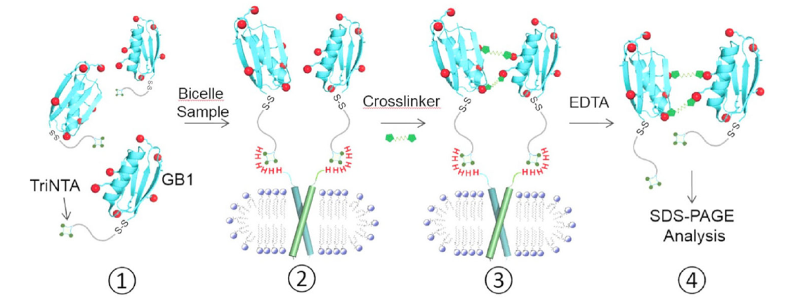 跨膜结构域寡聚体的结构测定新方法，其中TriNTA通过HJC黄金城平台合成